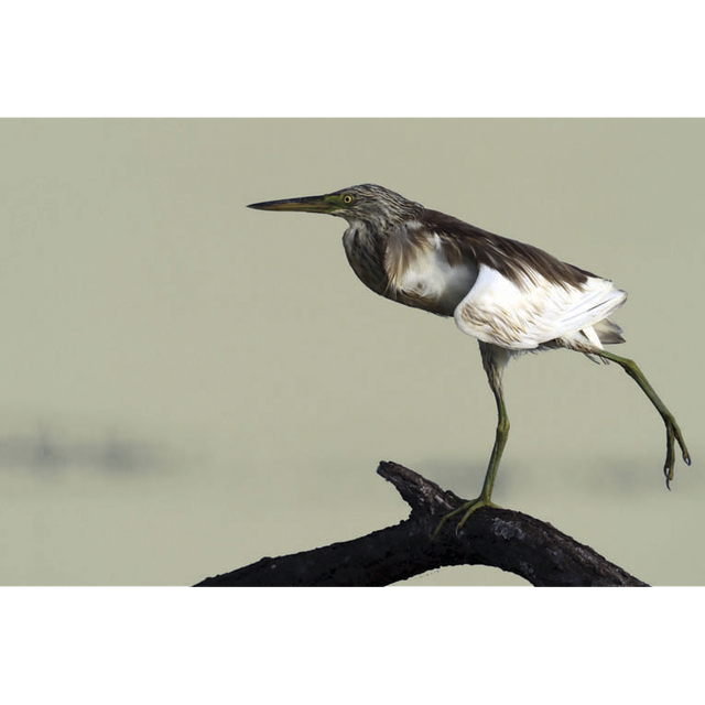 Gymnastique - ref: 7718