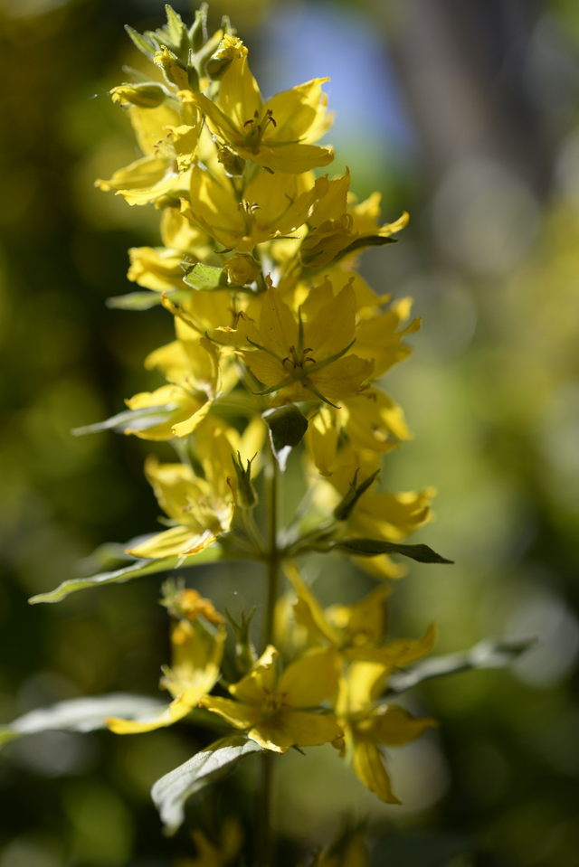 19 Eclosion Flavescente