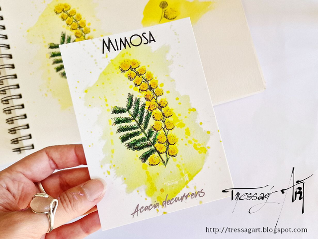 CARTE &quot;PLANTES A PARFUM&quot; de Grasse - Acacia decurrens - Mimosa - TR007010