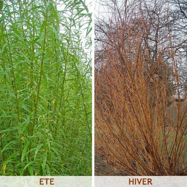   Osier NT -  Saule, bois jaune en hiver (Salix viminalis)