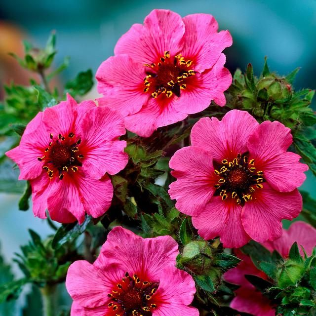 Potentilla fruticosa 'Miss Willmott' 2L