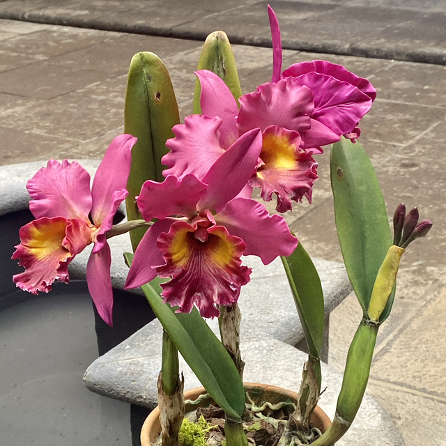 Orquídea Artesanal 4 flores / Color Fucsia