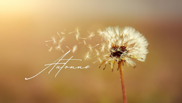 Atelier bulle d'automne  au terrier 1h 