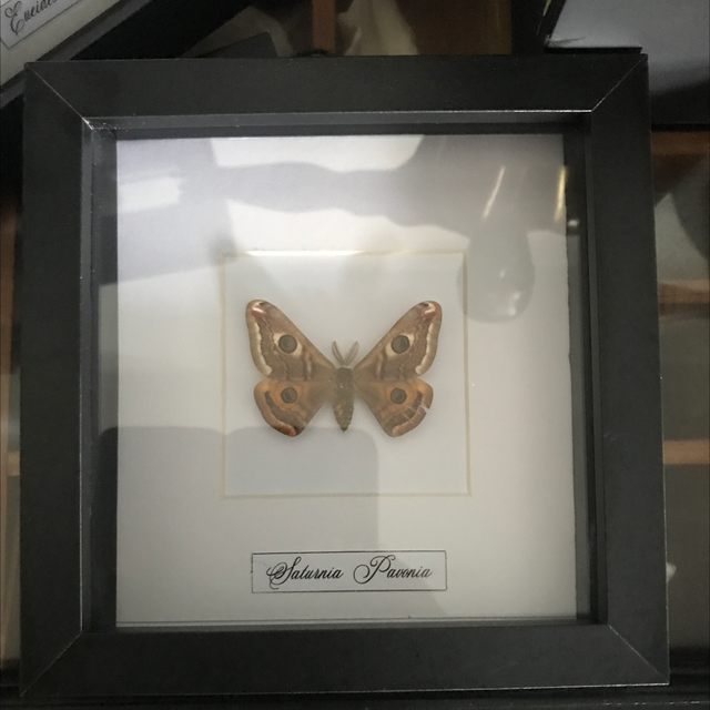 Cadre petit paon de nuit