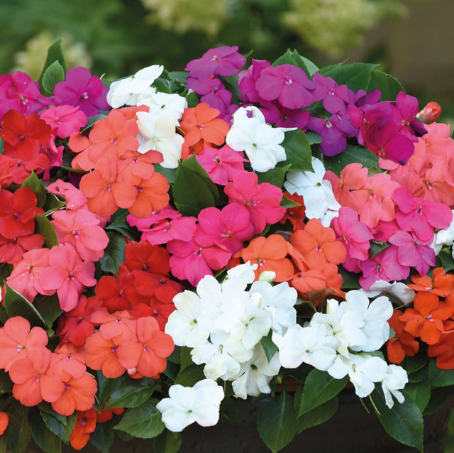 Impatiens - Beacon Mixed: 6 Plants (Ref: J)