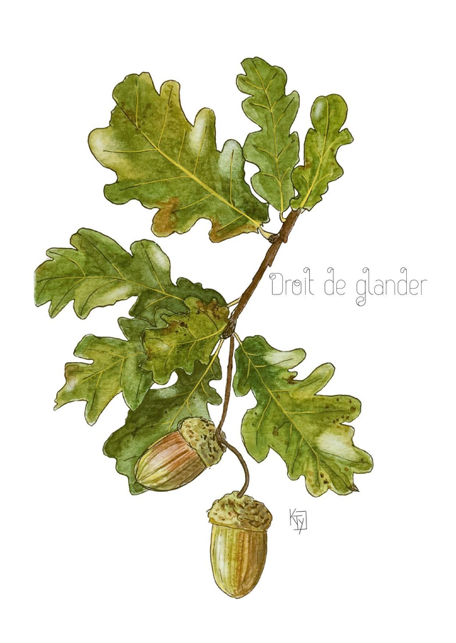 Carte postale botanique - Chêne "Droit de glander"