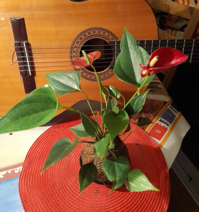 Kokedama Antorium Rojo