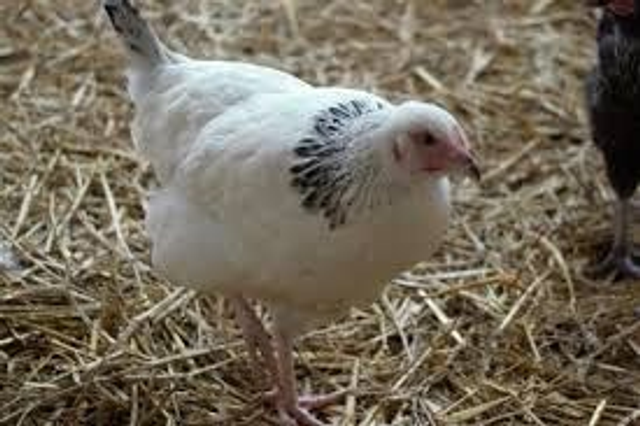 Sussex Ranger Pullet - PRE ORDER FOR END FEBRUARY