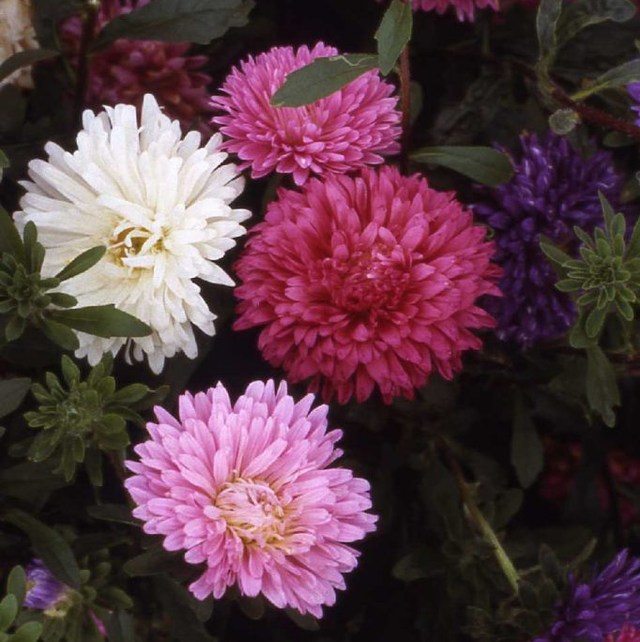 Aster Milady Mixed