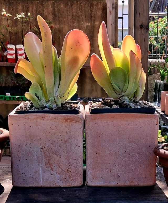 D39 . Kalanchoe Luciae Oricula in "Cubo terra di Siena di CorinoBruna"