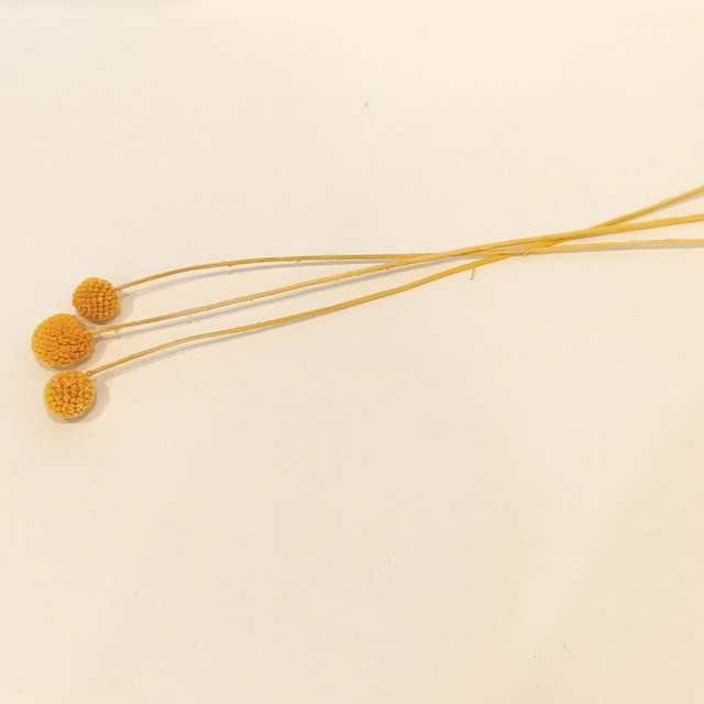 Craspédie stabilisée – Tige décorative naturelle pour bouquets, couronnes et déco florale