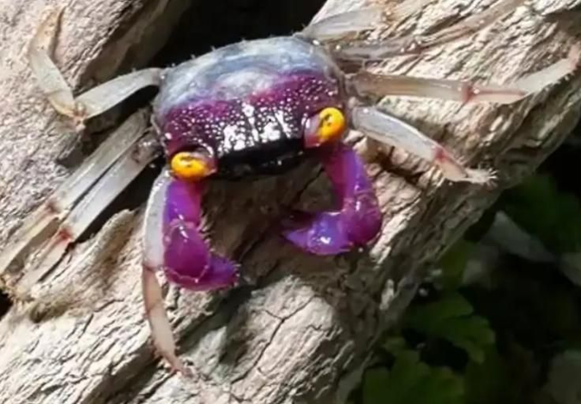 Granchio Vampiro White Leg