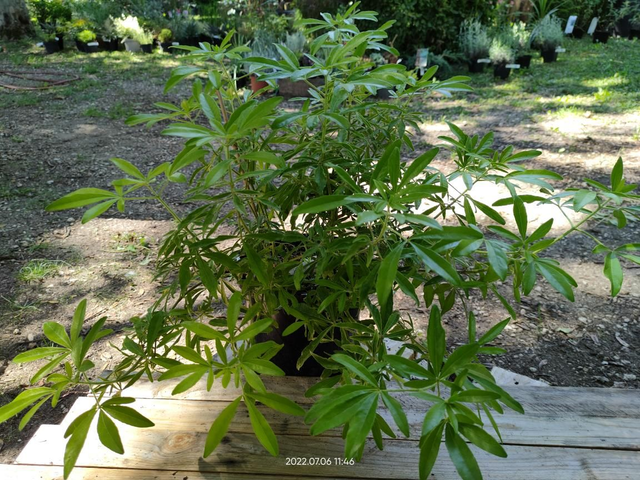 Choisya 'Aztec Pearl' 