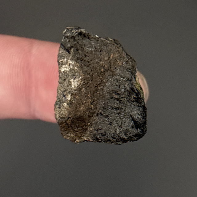 Anklyosaur Bone Fragment