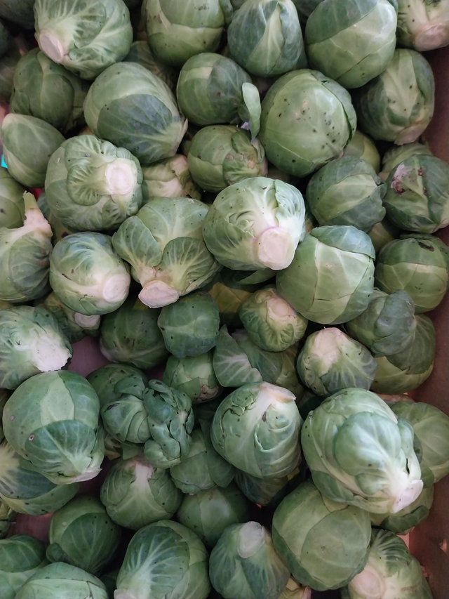 Sprouts 500g