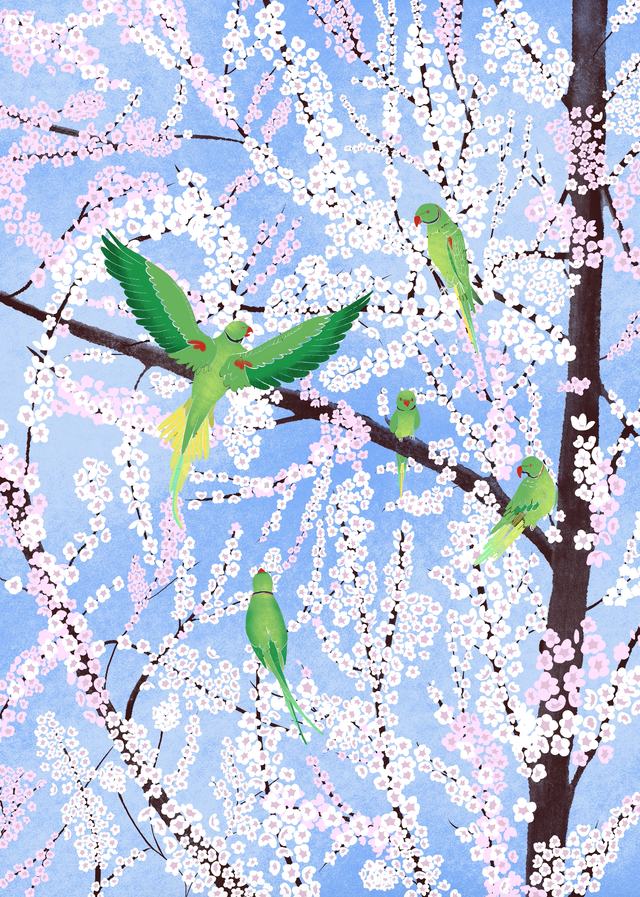 Cherry Blossoms with Parakeets, blue