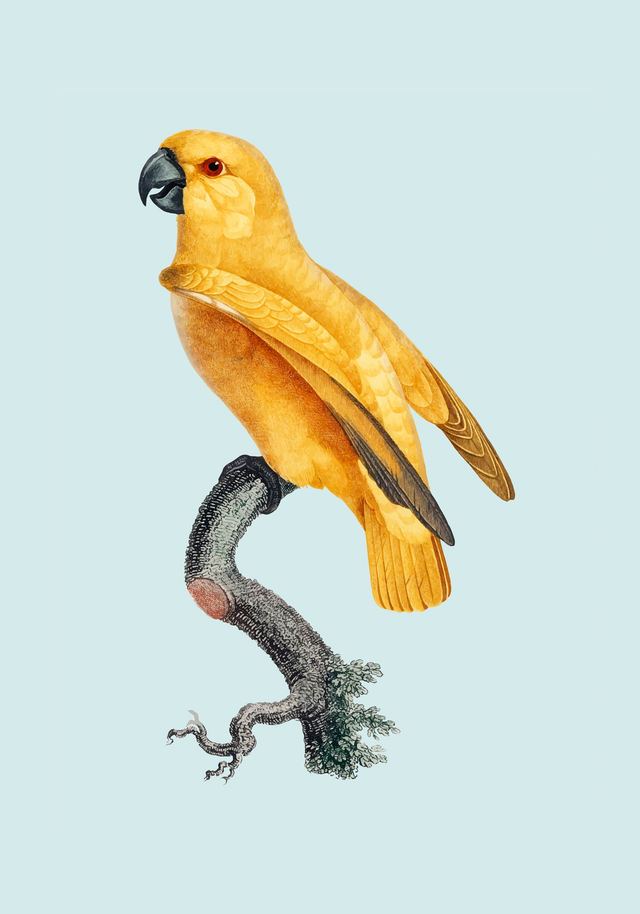 Yellow Parrot in Blue