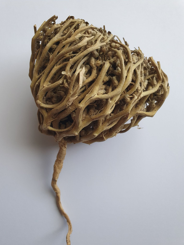 Rose de Jéricho 70g