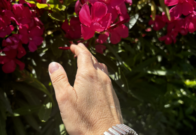 Brazalete cuero café