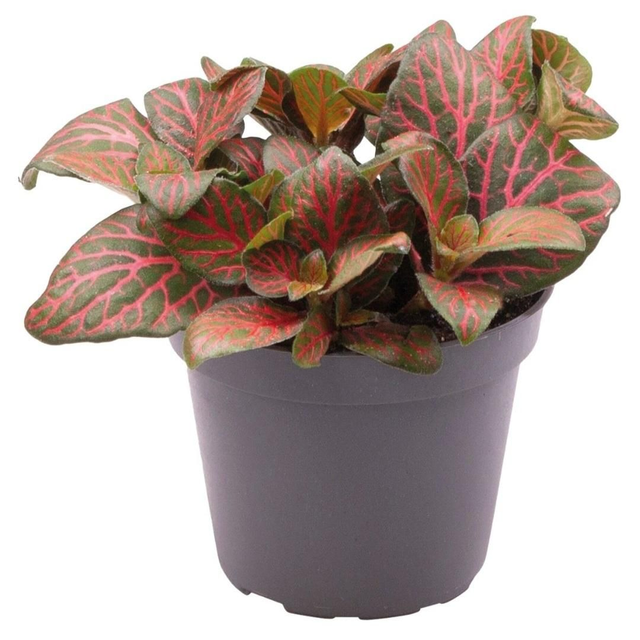 PT Fittonia Joly Josan 8715897361463