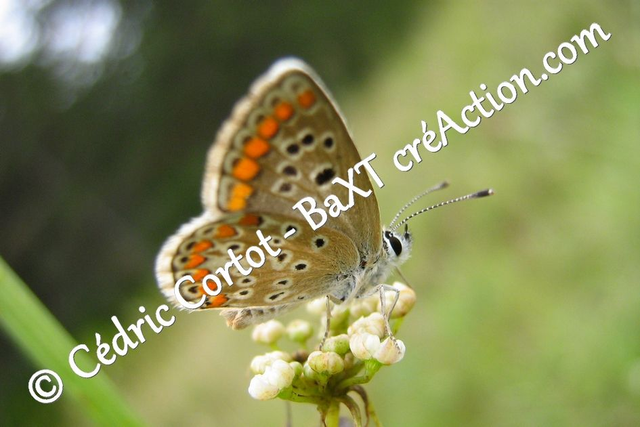 Impression sur alu dibond - Le petit monde du Vivant (ref Pap (30))