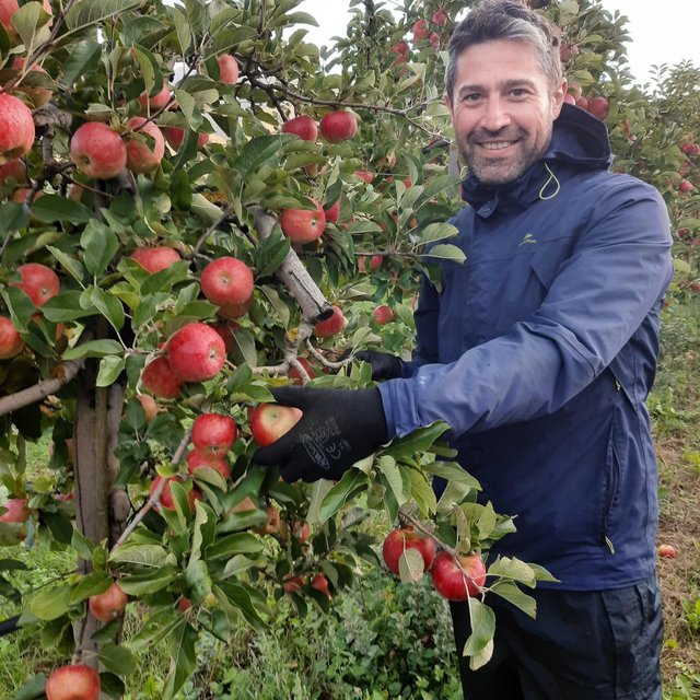 Topaz en carton de 6 kilos