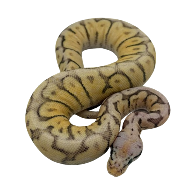 Python Regius mâle - Python Royal Killer Bee