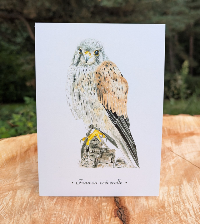 Carte postale Faucon crécerelle 