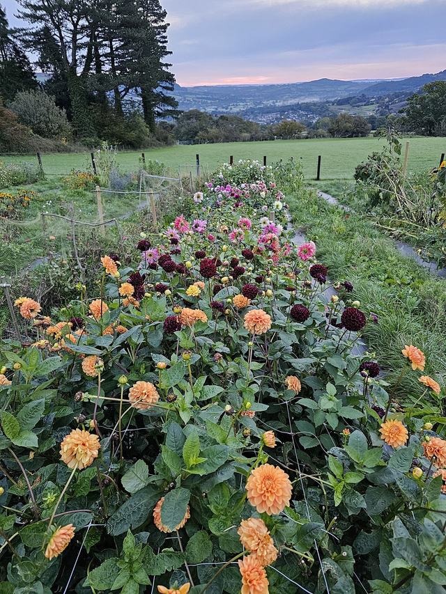 Brush Strokes & Blooms - Tuesday 19th August - 9am - 1pm