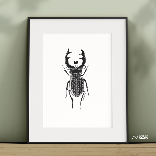 Le roi scarabée - Collection animaux