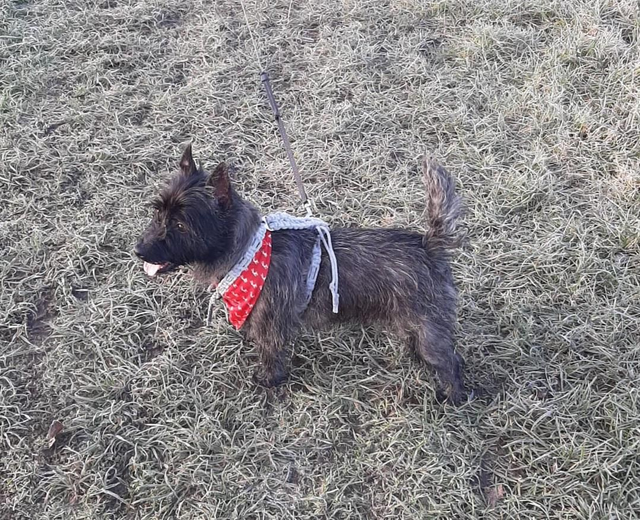 Eenvoudig hondentuigje voor hondjes max. 12 kg