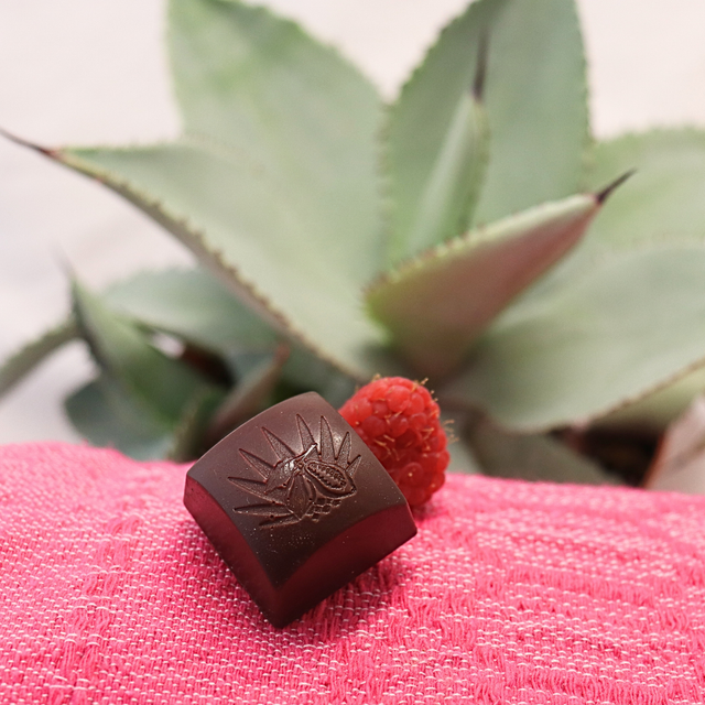 Chocolat fonctionnel aux probiotiques (alicament)