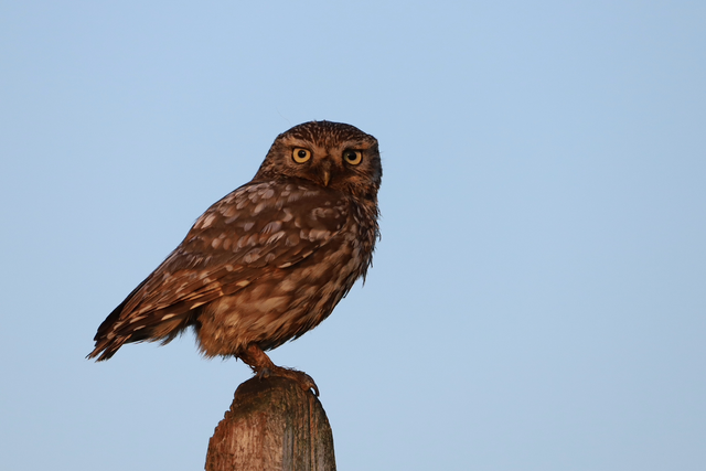 "Little Owl" Print    