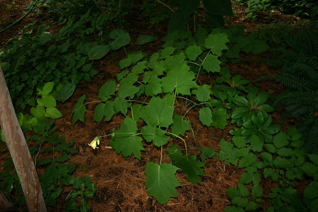 Kirengeshoma koreana P9