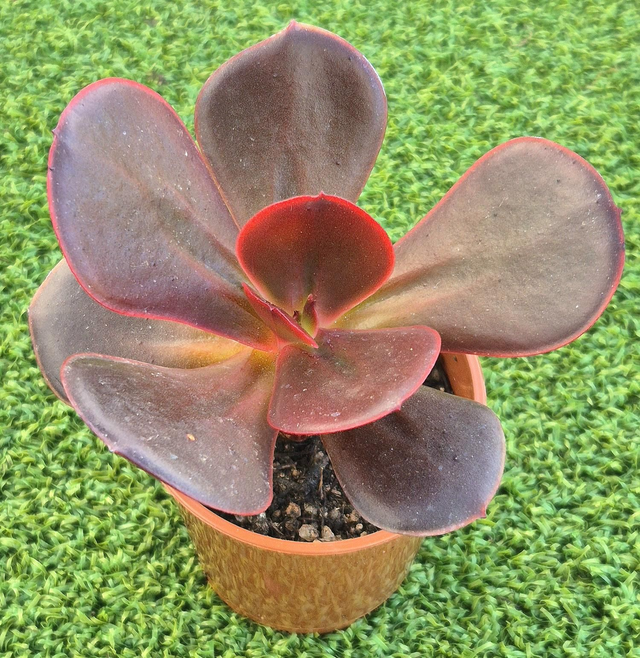 Echeveria &#039;Mahogany Rose&#039;