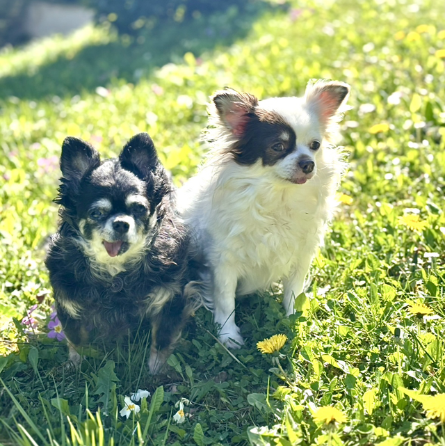 TEAM CHIEN Bouledogue Français Pendentif en argent écologique , Lapis Lazuli, Zirconia cristal et chaine en argent
