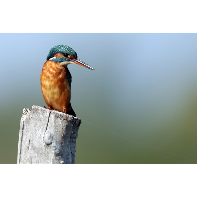 Martin Pêcheur - réf: 7739