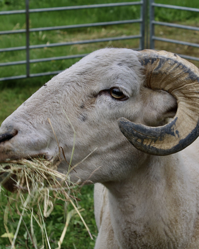 Schaap Tekkel