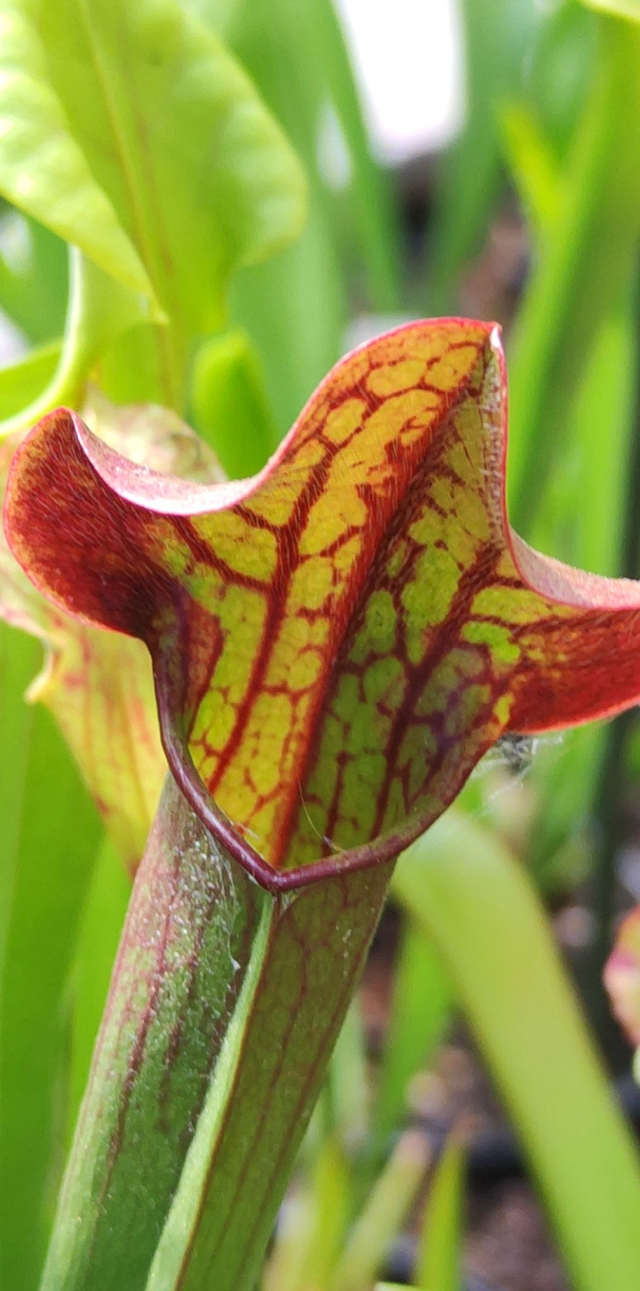 sarracenia x catesbaei