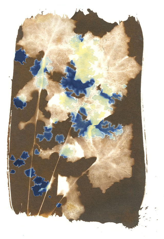 Van Dyke Brown and Cyanotype Sowthistle print - A4 size