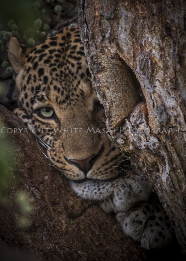 Phantom the male Leopard camouflages himself in the fig tree.