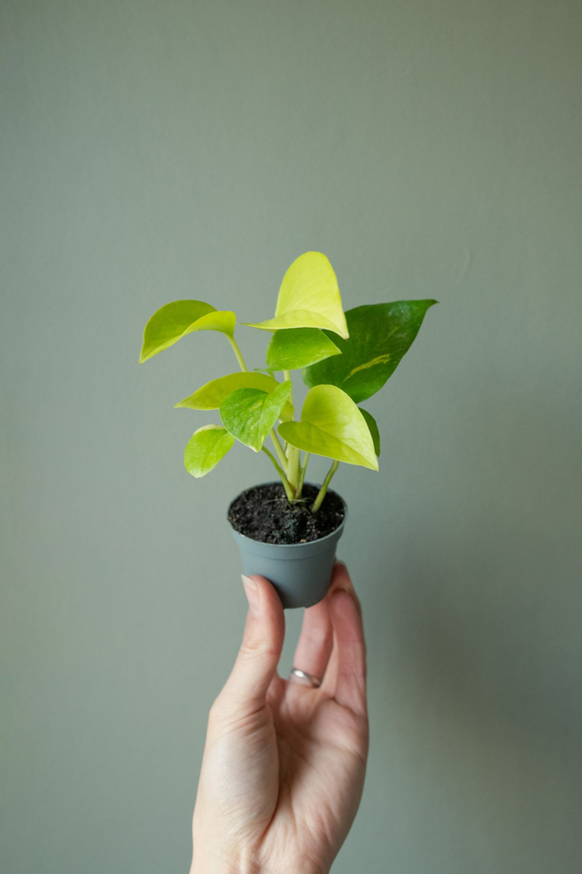 Epipremnum Neon (mini) 🌿