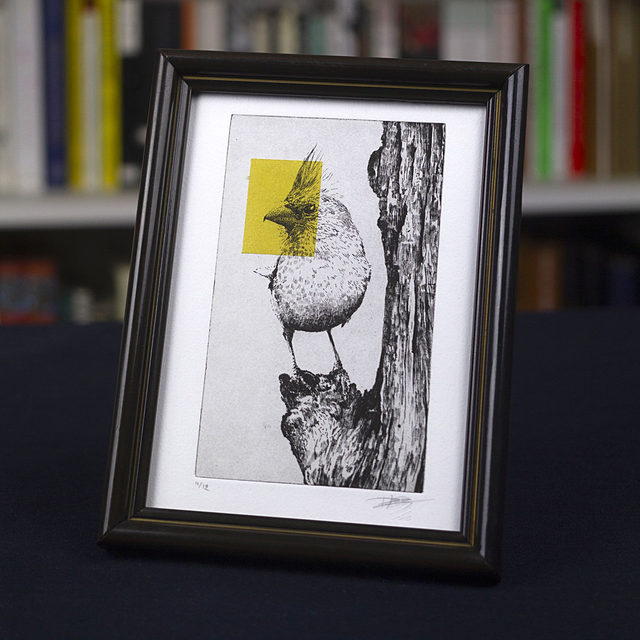 Fine art etching / Vintage Frame / Northern Cardinal