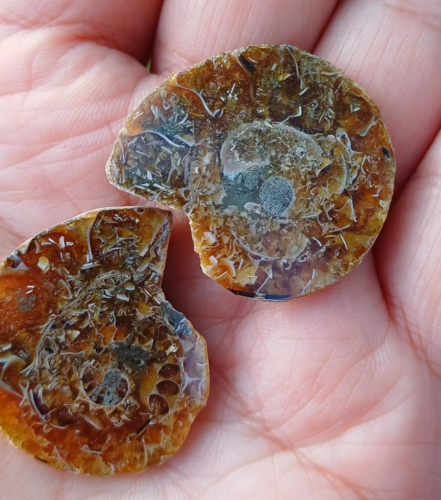 Irredescent Ammonite 1 (small)