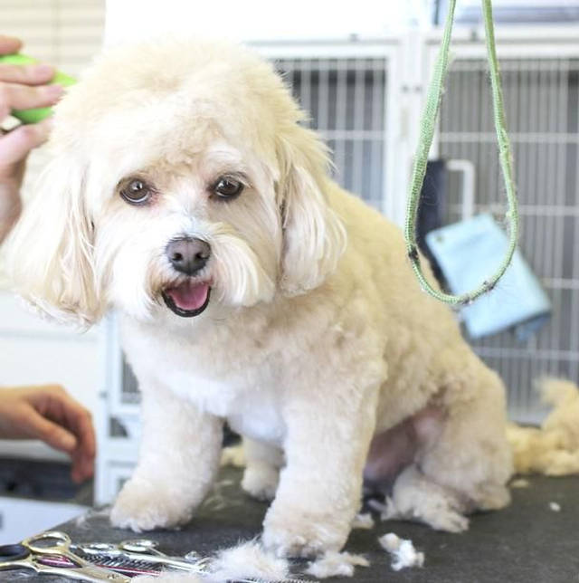 Langhaarhund S - Komplettpakett