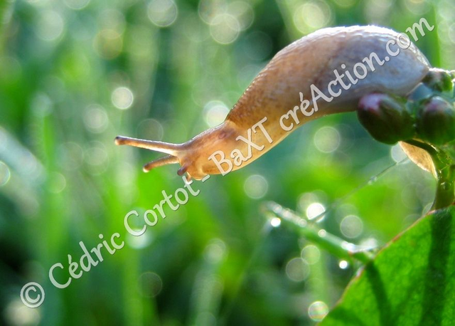 2 - Carte postale - Le petit monde du Vivant (Ref IMG_2723 )