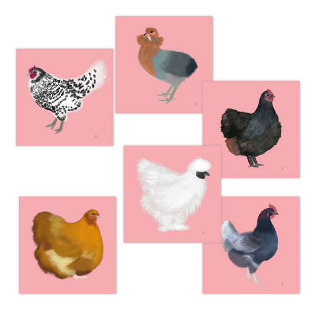 Che razza di galline rosa!