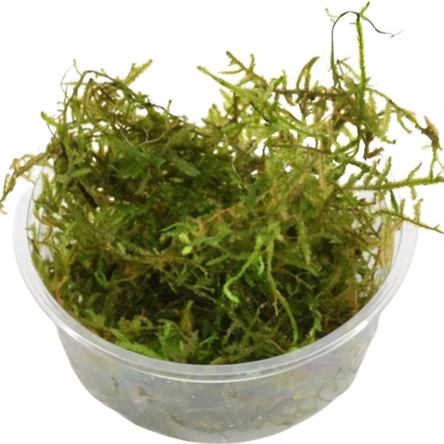 Vesicularia dubyana 'Java' mos 8946005309408