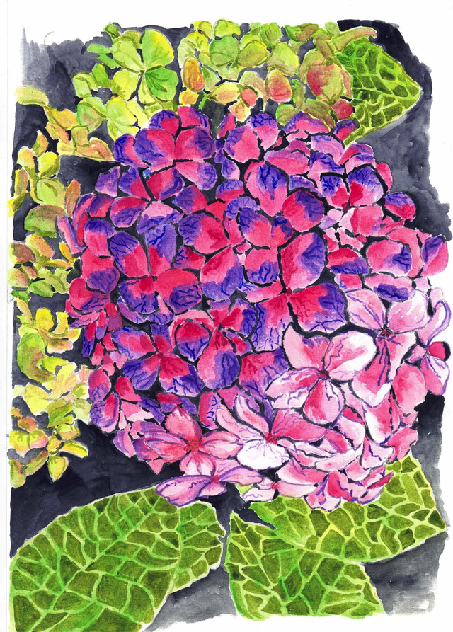 Hydrangeas - A4 print