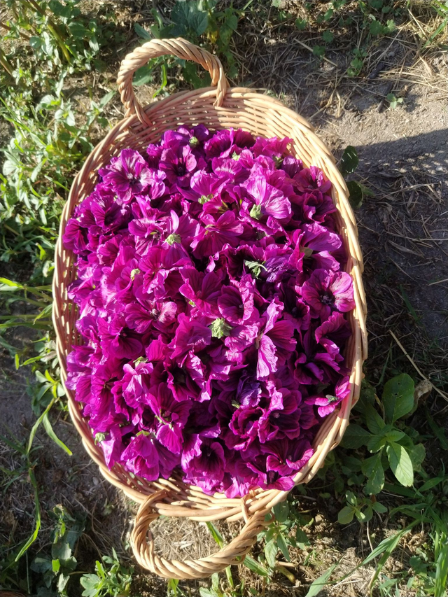 Mauve de Mauritanie - bio 15g